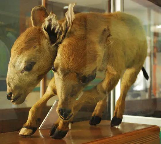 Two Heads - Two Headed Buffalo Banda Aceh Museum Indonesia